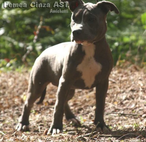 ast femea disponível