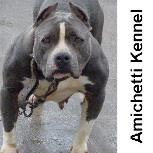 AMICHETTI Super AST Over bully