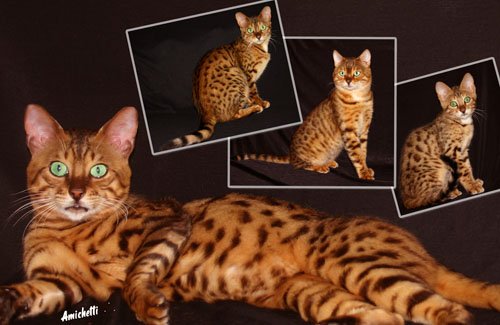 Amicat´s 100% Original bengal