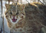 amur