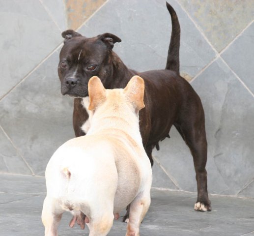 Amichetti Females Buldog rances e Staffordshire bull terrier Amichetti