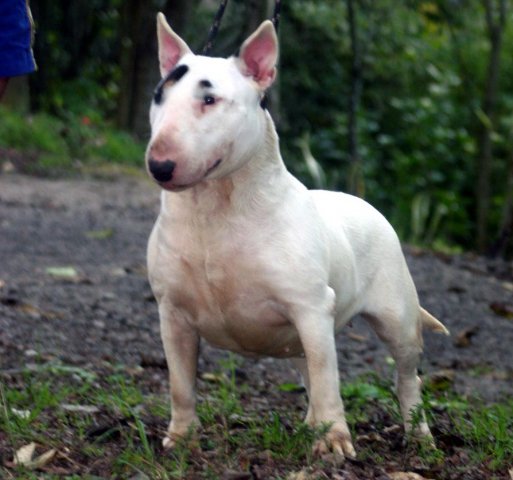 bull terrier ADA MO