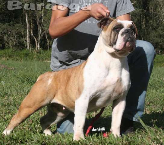Buldogue Campeiro OLGA Buldogue Campeiro