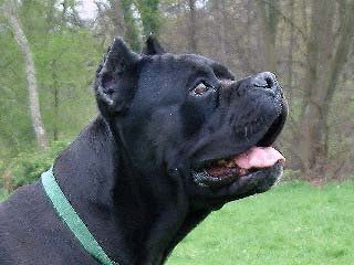 Cane Corso, cane corso italiano Cane Corso