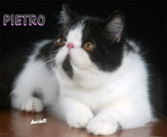 Gato Exótico