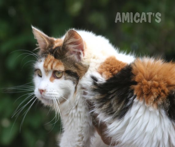 maine coon