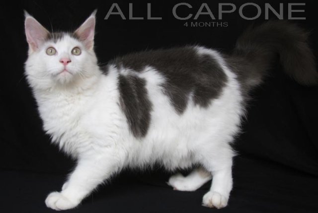 Gato Maine Coon criado em ambiente sustentável