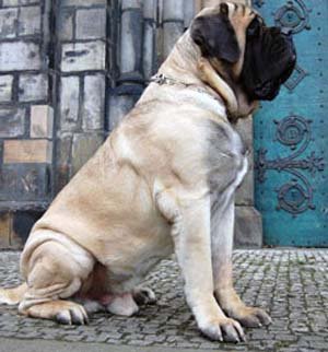 OLD ENGLISH MASTIFF MASTIFE