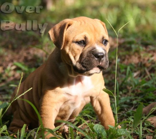 over bully supoer ast