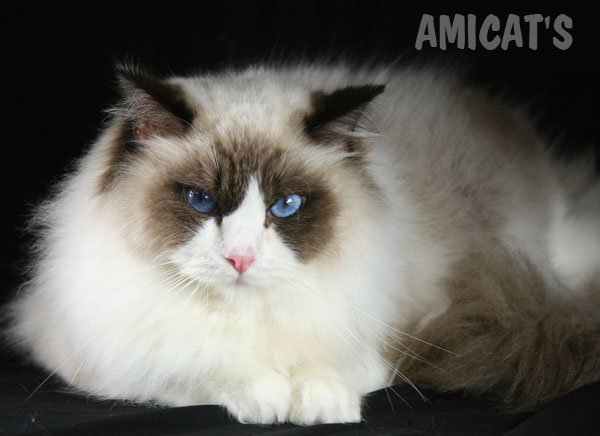 RAGDOLL CAT AMICAT´S