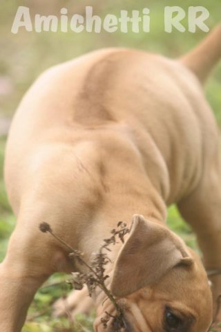 rhodesian ridgeback