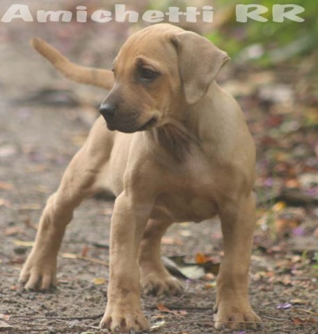 RHODESIAN FILHOTE