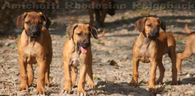 Rhodesian Ridgeback puppies