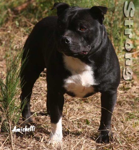 STAFFORDSHIRE BULL TERRIER