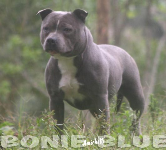 staffordshire bull terrier amichetti