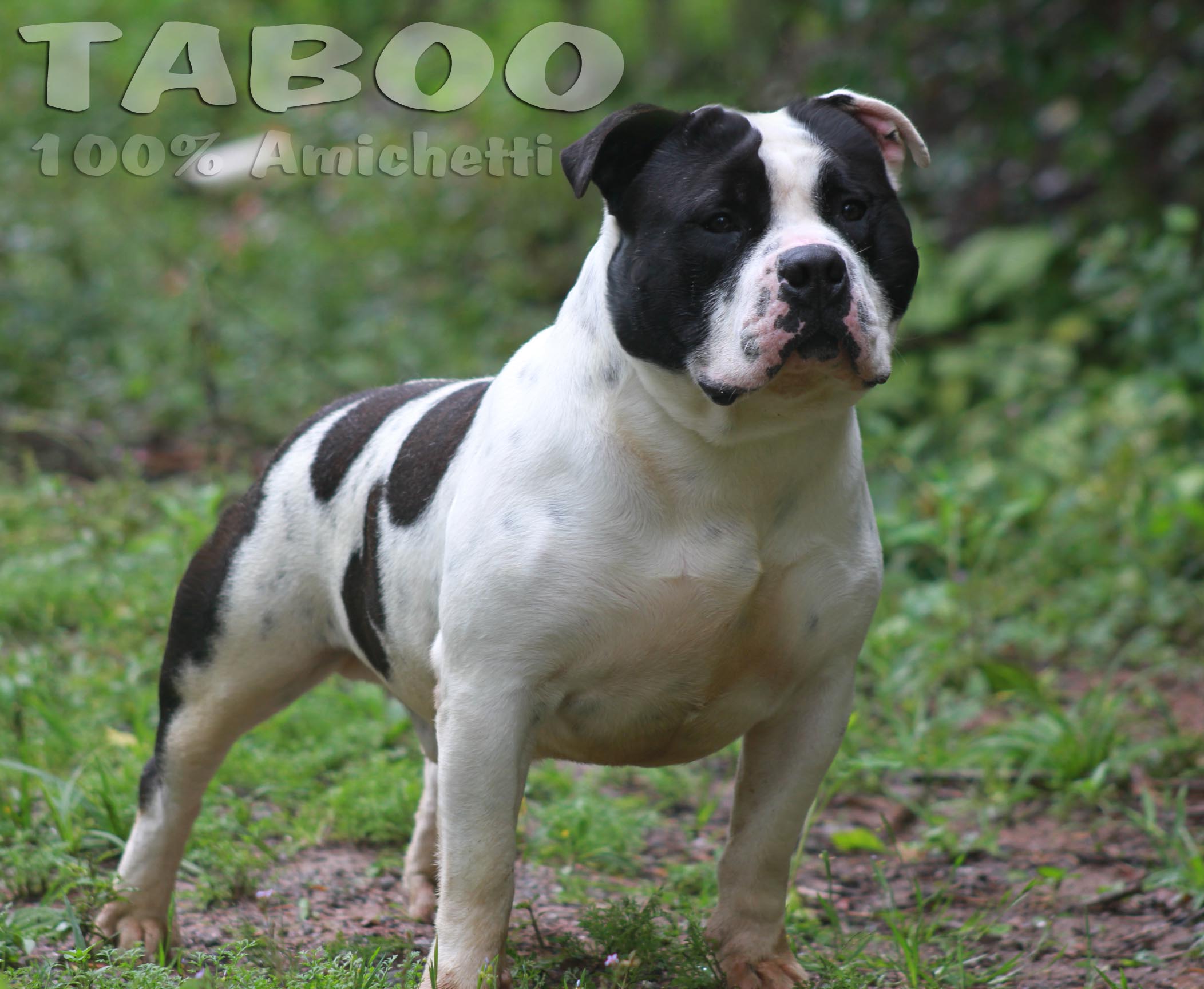 Taboo Amichetti Super Amigo e Parrudão
