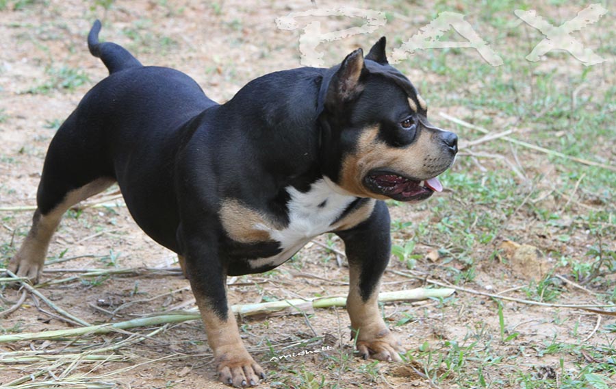 Petclube Filhotes Cães Bully Gatos Gigantes Criadores