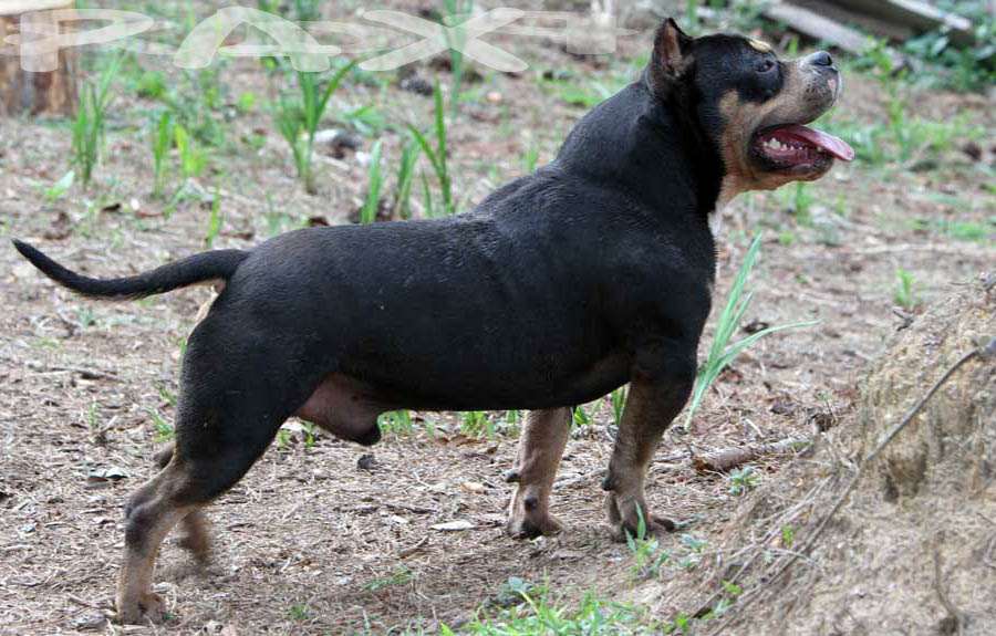 Petclube Filhotes Cães Bully Gatos Gigantes Criadores