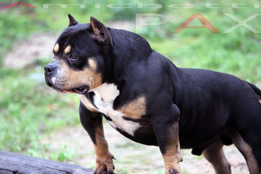 American Bully Gottyline Dax . The world most famous American