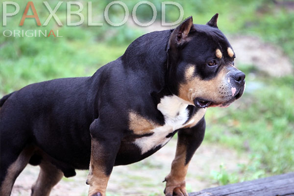 PAX AMERICAN BULLY TRICOLOR