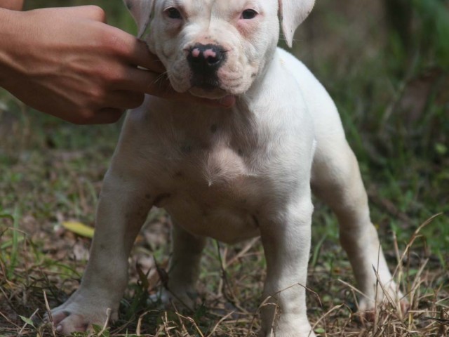 FILHOTES SUPER AMERICAN STAFFORDSHIRE TERRIER PITBULL OVER BULLY BLUE NOSE