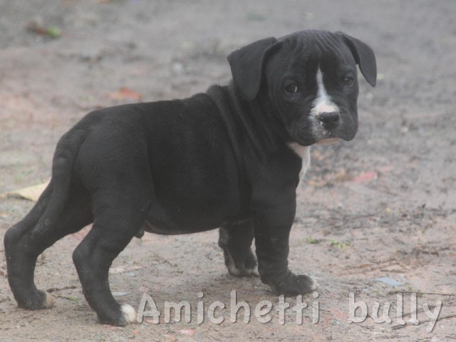 OVERBULLY  AMSTAFF SUPER AMERICAN BULLY BLUE NOSE 