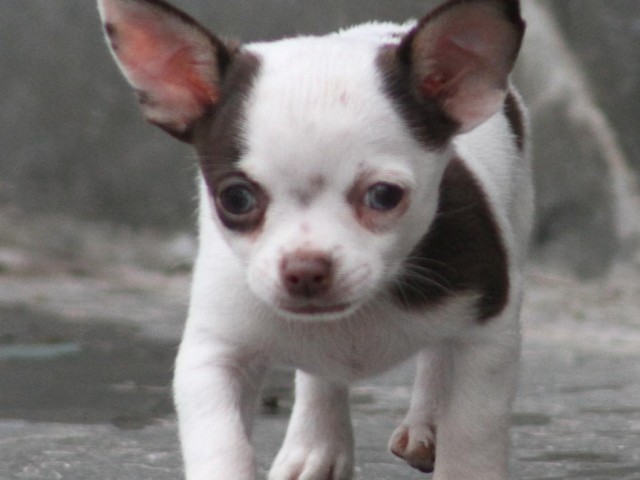 Chihuahua Mini canil Amichetti