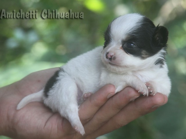 Mini Chihuahua Fêmea