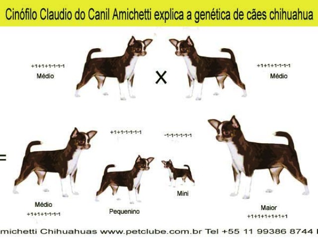 Chihuahua Genetica Mini Dog