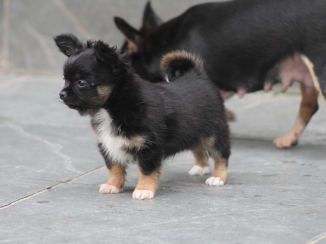 Chihuahua Mini canil Amichetti