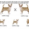 Chihuahua gene