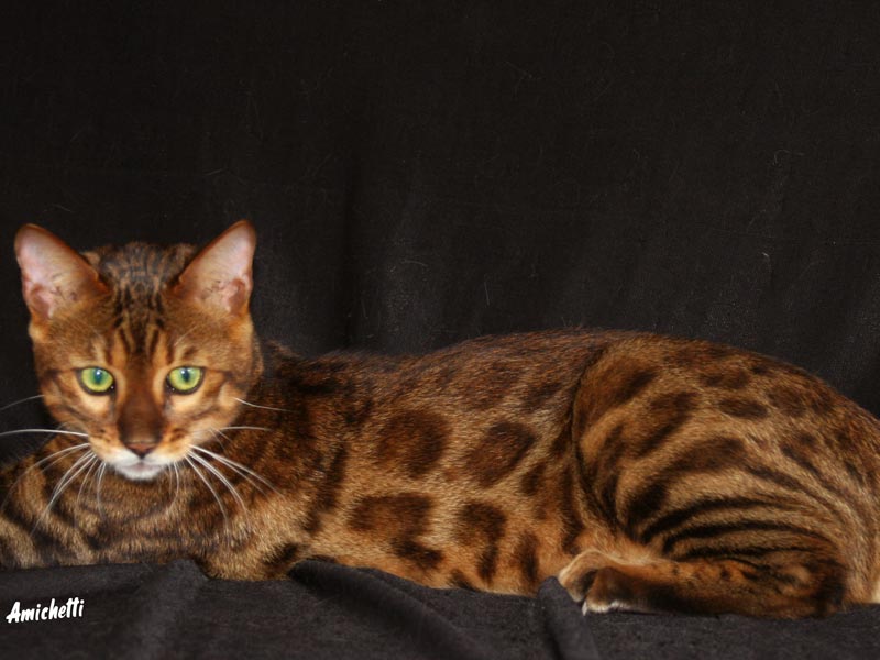 Bengal Amicat's