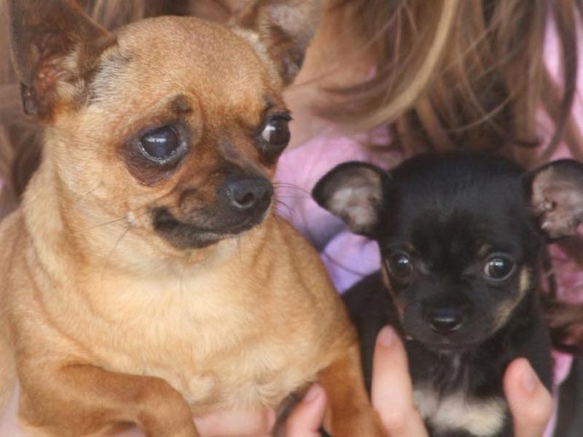 Chihuahua Canil Premiado Preços Filhotes