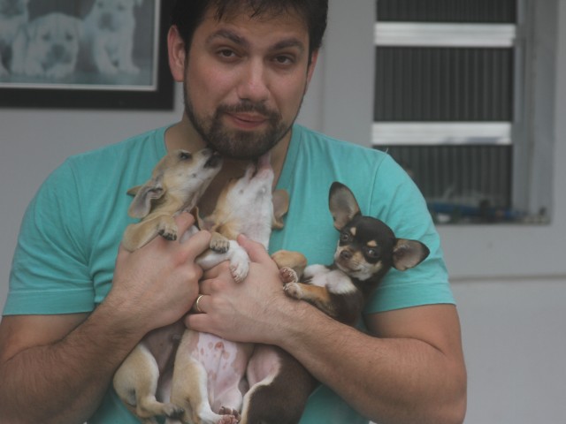Chihuahua Mini Cão no Brasil exclusividade Premiado canil Amichetti