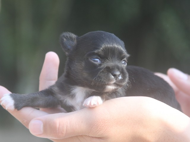 Chihuahua Mini Cão no Brasil exclusividade Premiado canil Amichetti