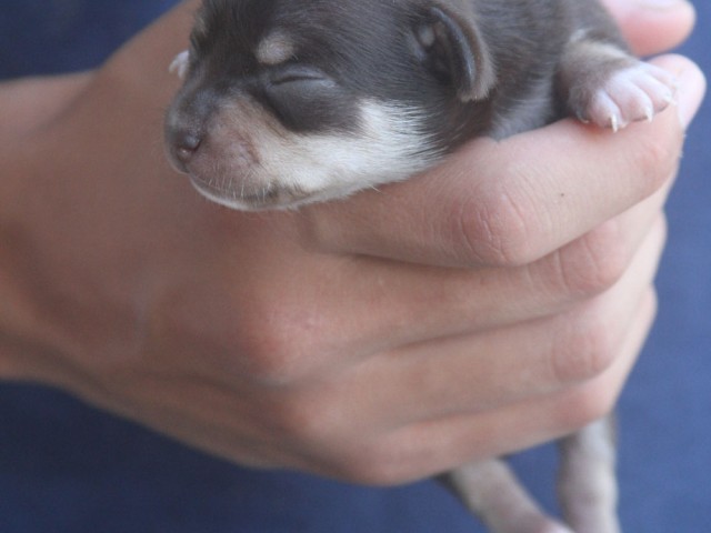 Chihuahua 