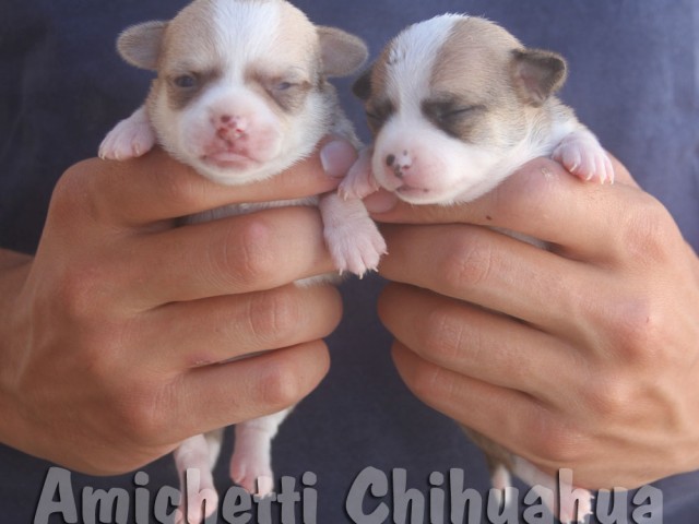 chihuahuapuppies