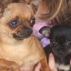 Chihuahua Canil Premiado Preços Filhotes