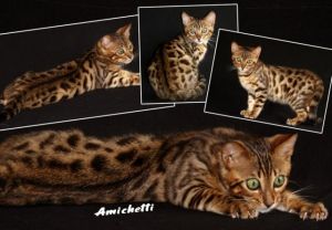 Bengal Amicat´s