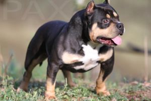 pax blood american bully gottyline