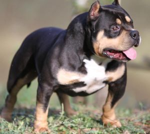 Pax  super american bully PAX american bully Canile Amichetti pitbull