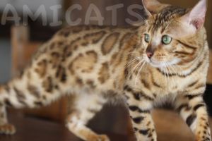 BENGAL CAT IMAGE GOOGLE GOGEES AMICATS PICS