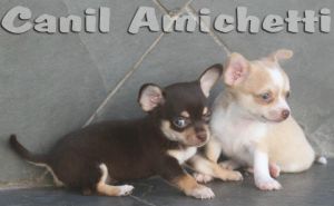 chihuahua puro e original Amichetti