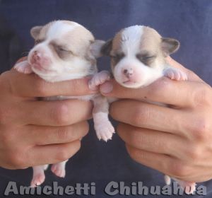 chihuahua super raros red e blue nose