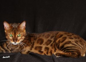 GATIL AMICATS DE JUQUITIBA SP BRASIL