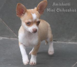 chihuahua mini