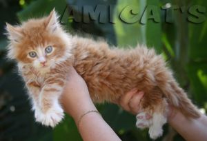 GATIL AMICAT´S COM RAROS GATOS VERMELHOS INTENSOS