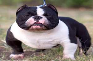 Bullseye Cute American Exotic Bully