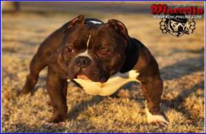 Exotic American Bully Marcello