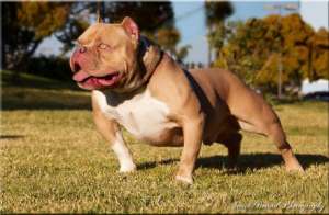 Freakshow american exotic bully